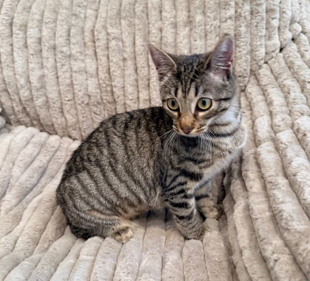 Annabell - Tabby