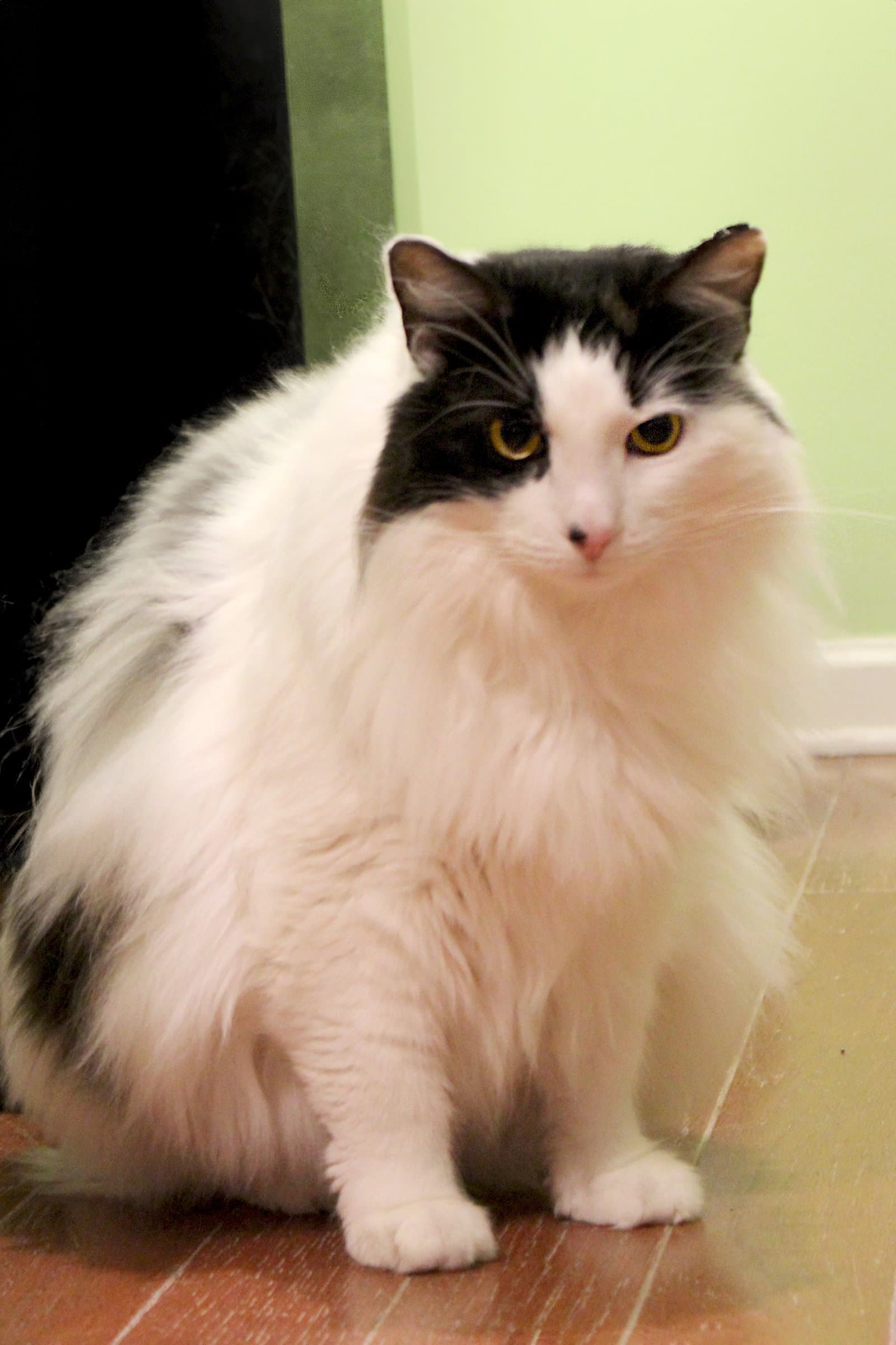 Milady - Turkish Van