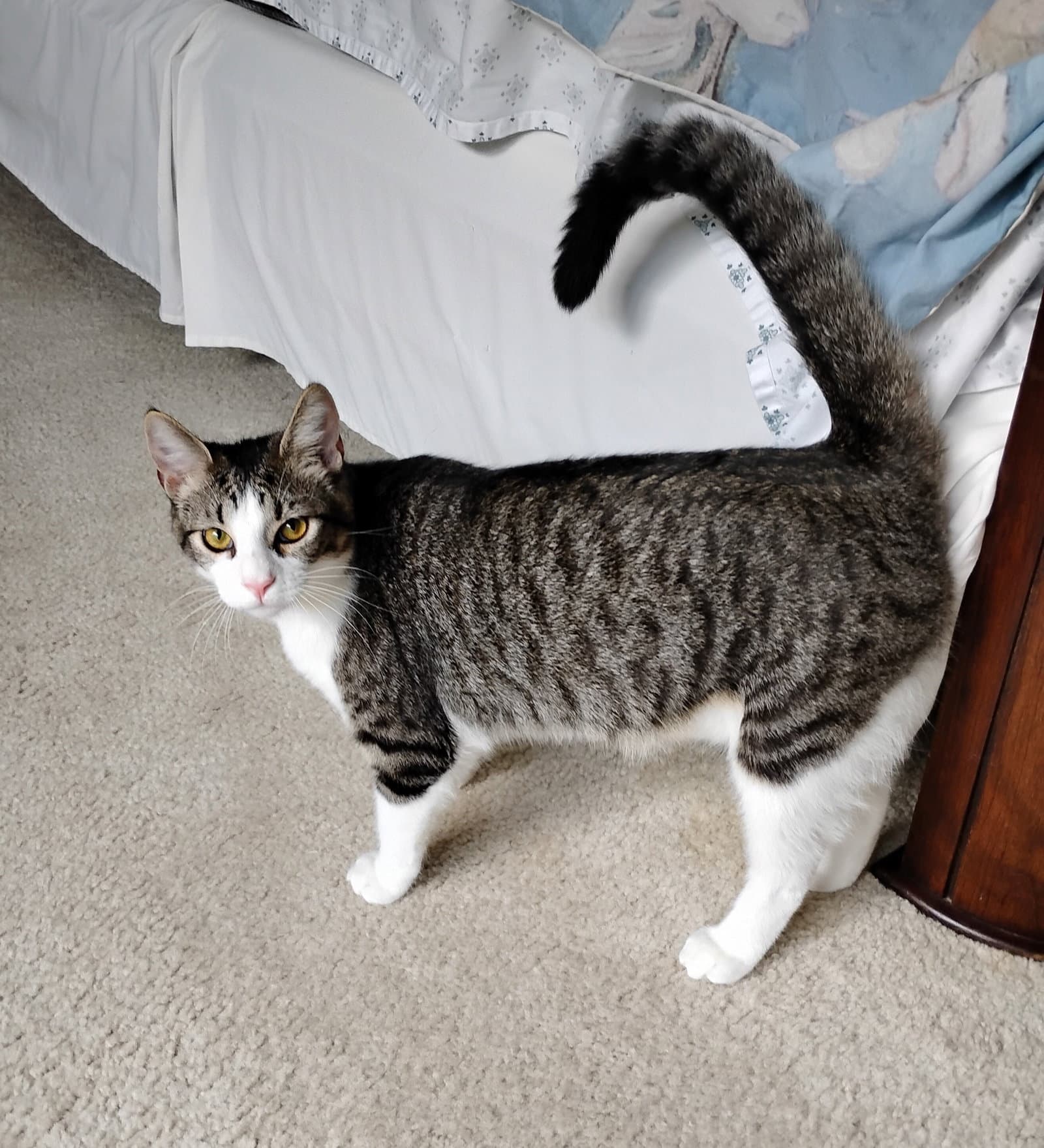 Elfin - Tabby