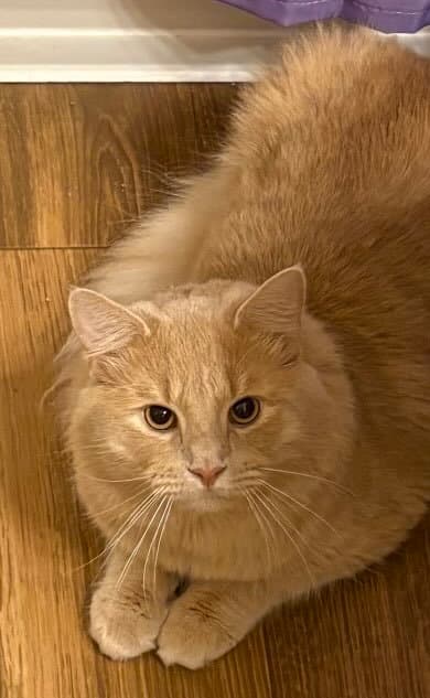 Ferris Beuller - Domestic Medium Hair