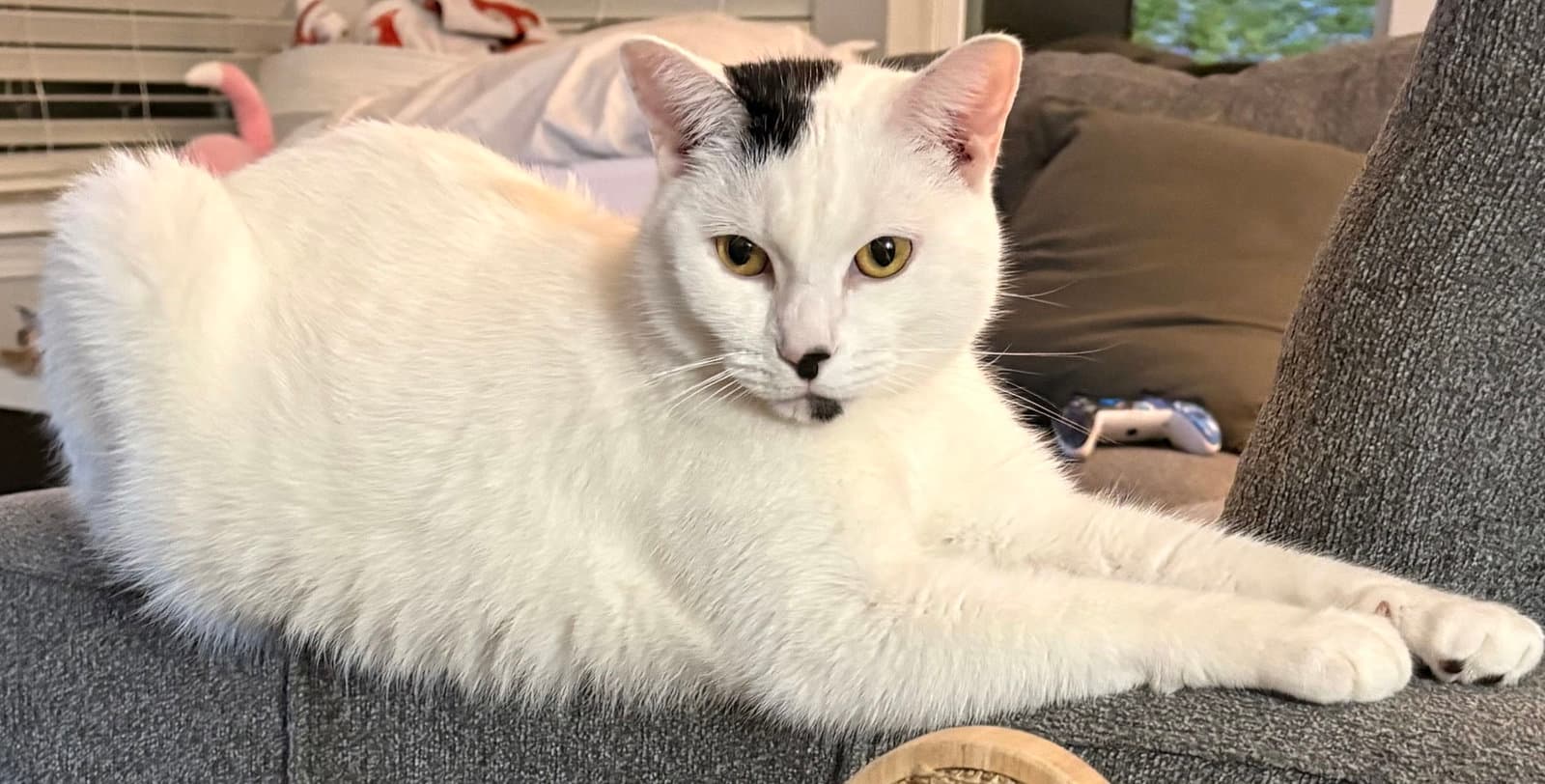 Liamm - Domestic Short Hair