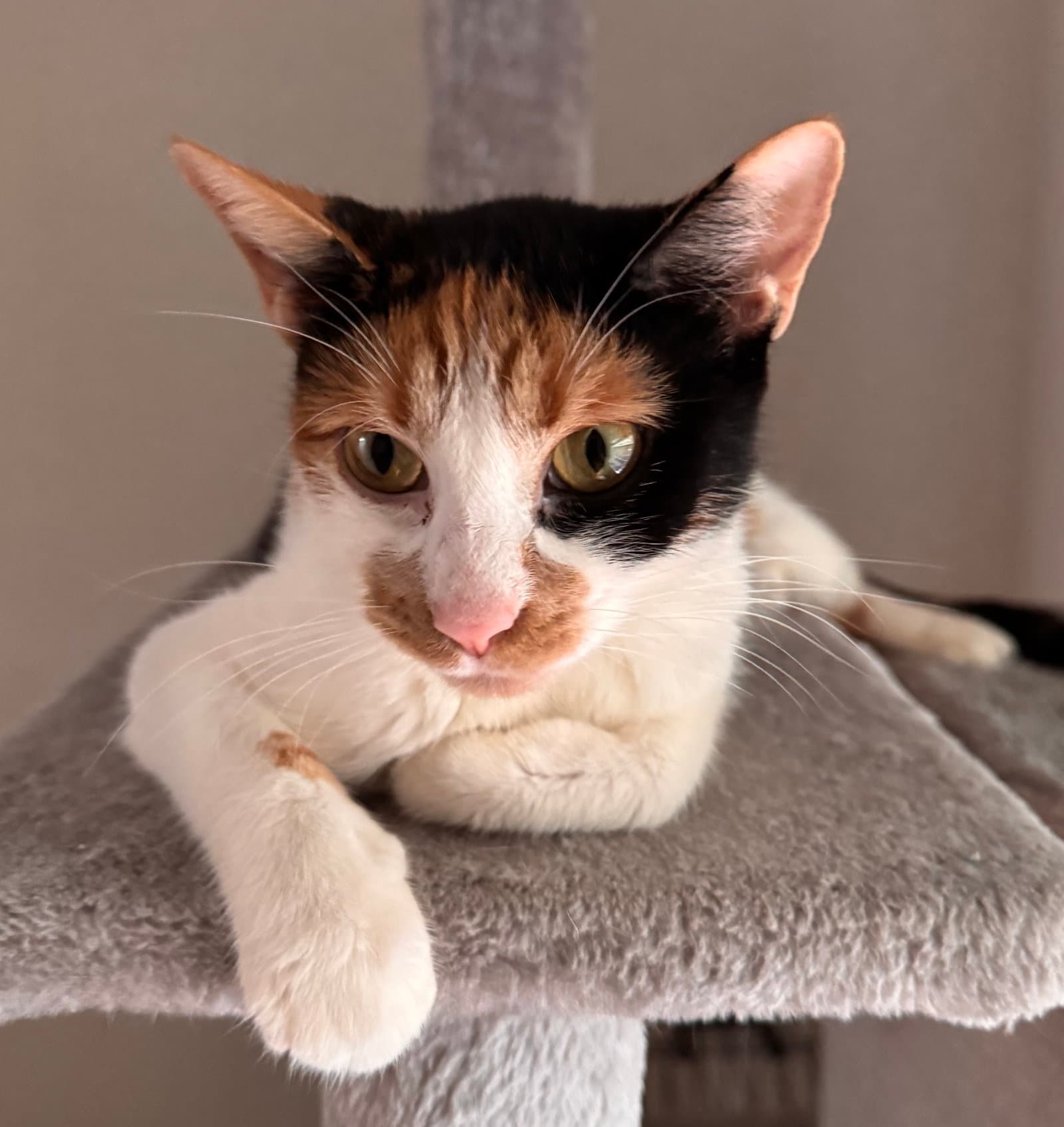 Daisy Howell - Calico