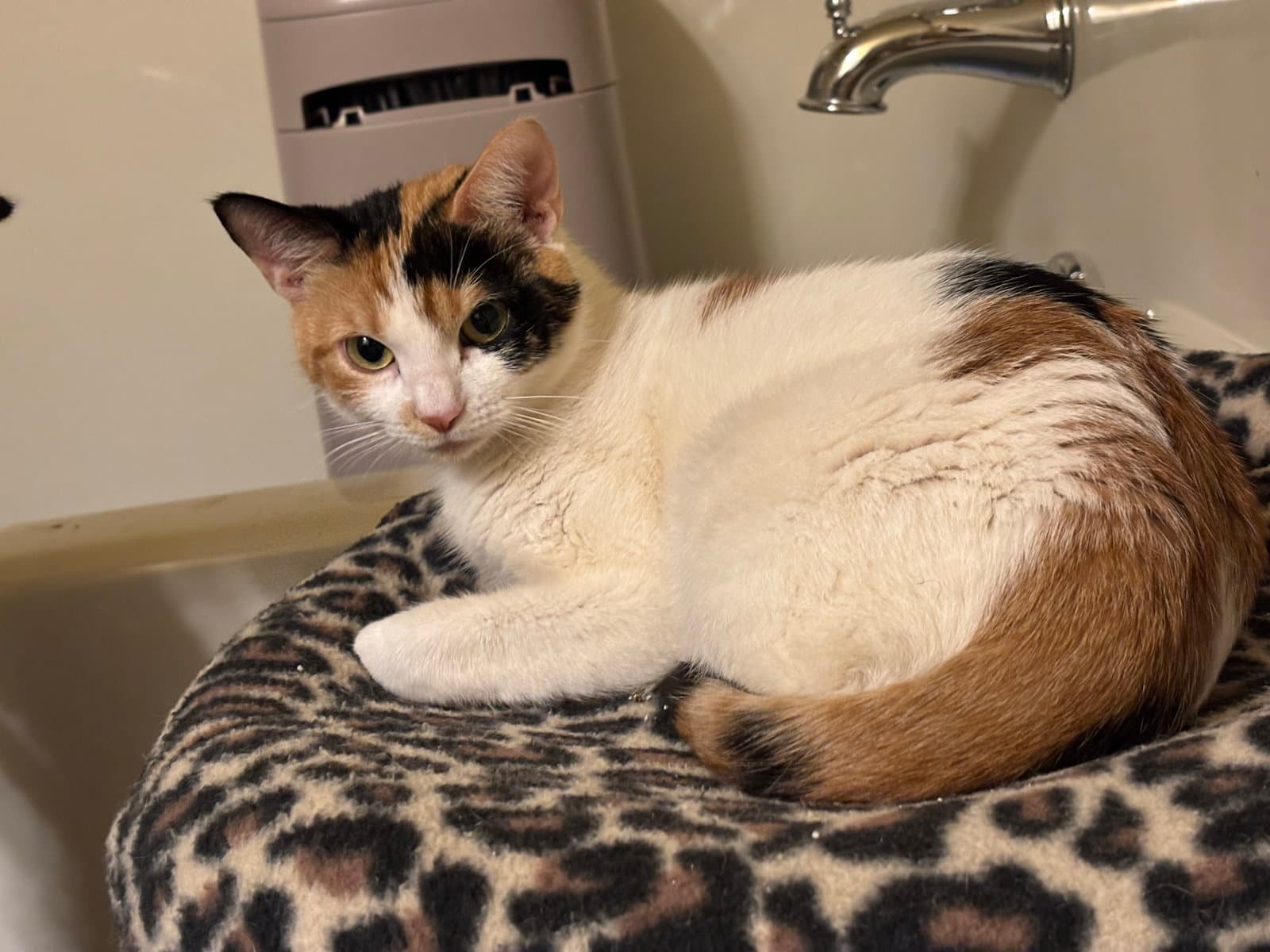 Luna Howell - Calico