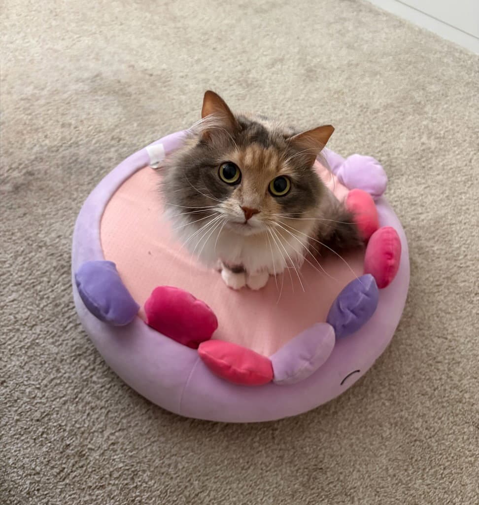 Riley - Maine Coon