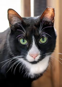 Friskies image 1