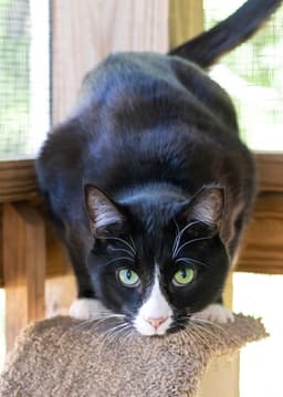 Friskies image 2