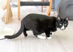 Friskies image 3