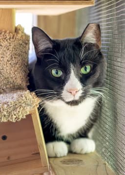 Friskies image 4