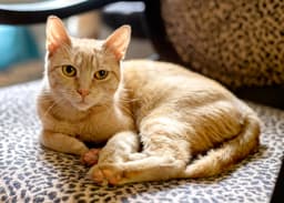 Nilla image 1