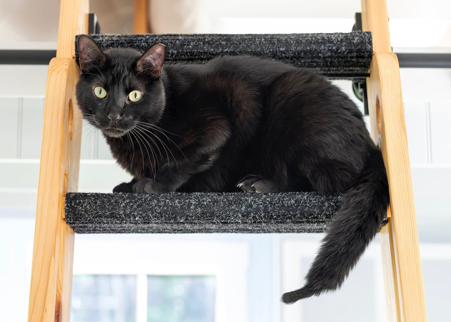 Vincent - Domestic Short Hair