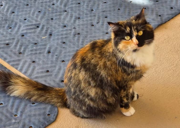 Artemis Grace - Calico