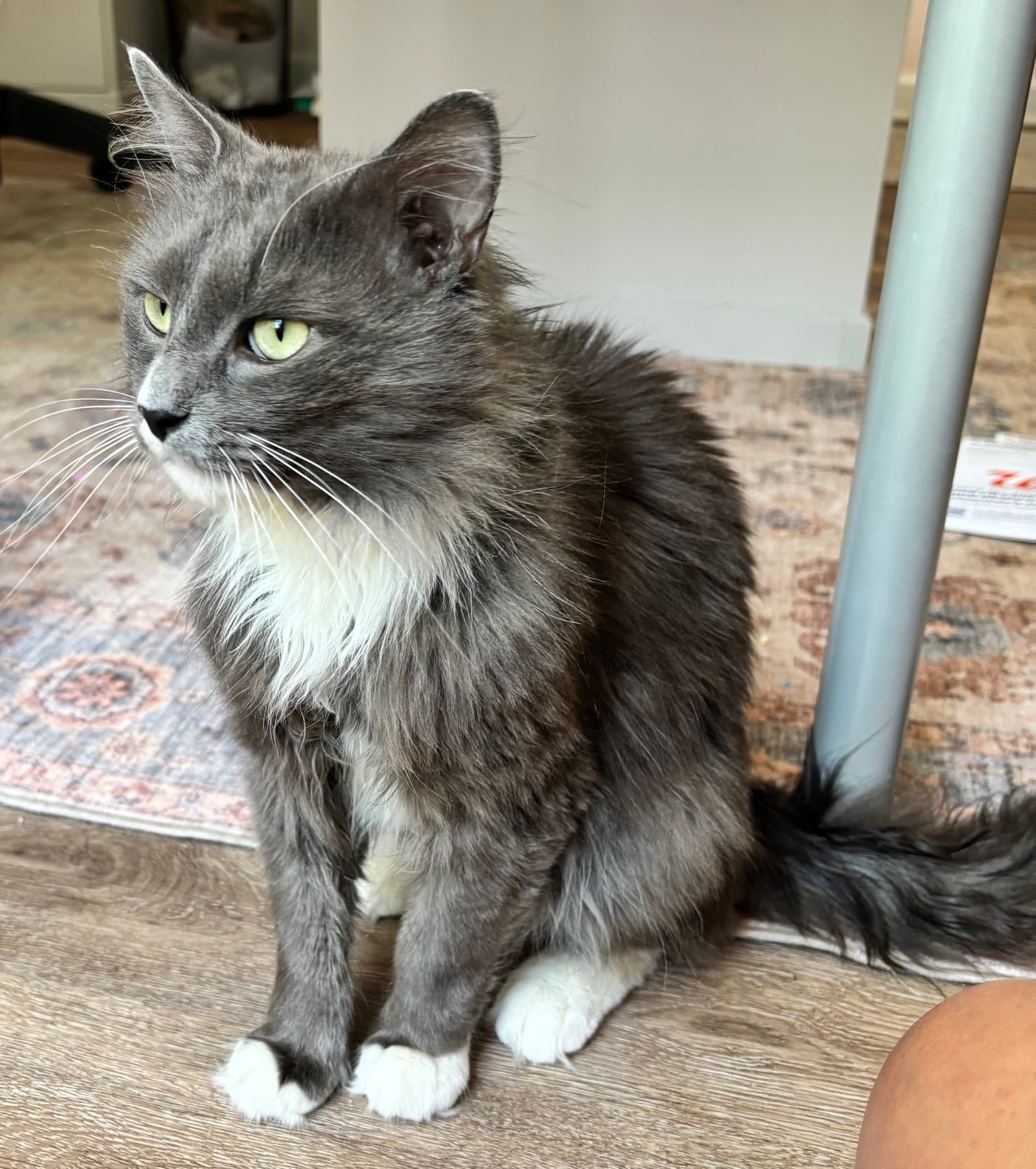 Dickens - Domestic Medium Hair