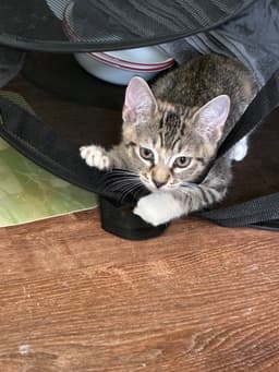 Freya image 1
