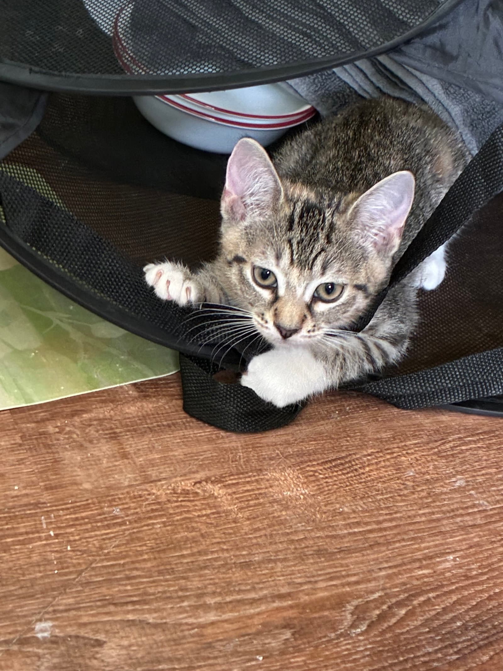 Freya - Tabby