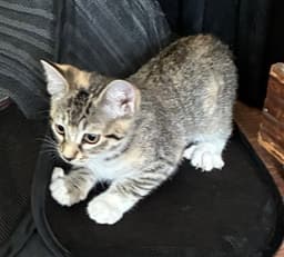 Freya image 2
