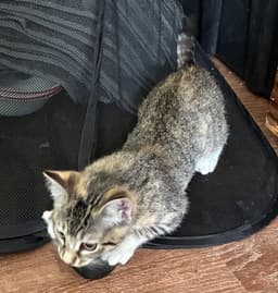 Freya image 3
