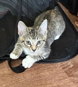 Freya image 4