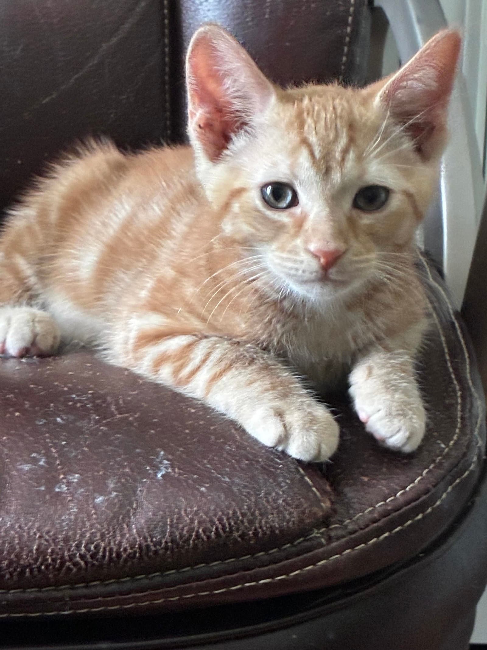 Jelly - Domestic Short Hair