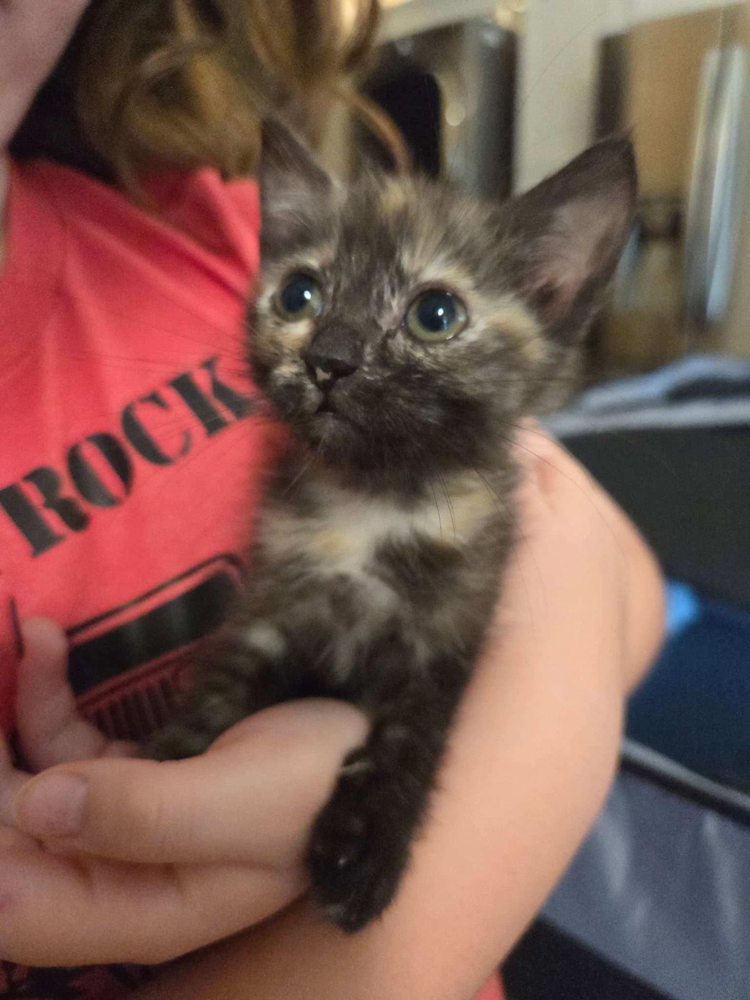 Reesie - Tortoiseshell