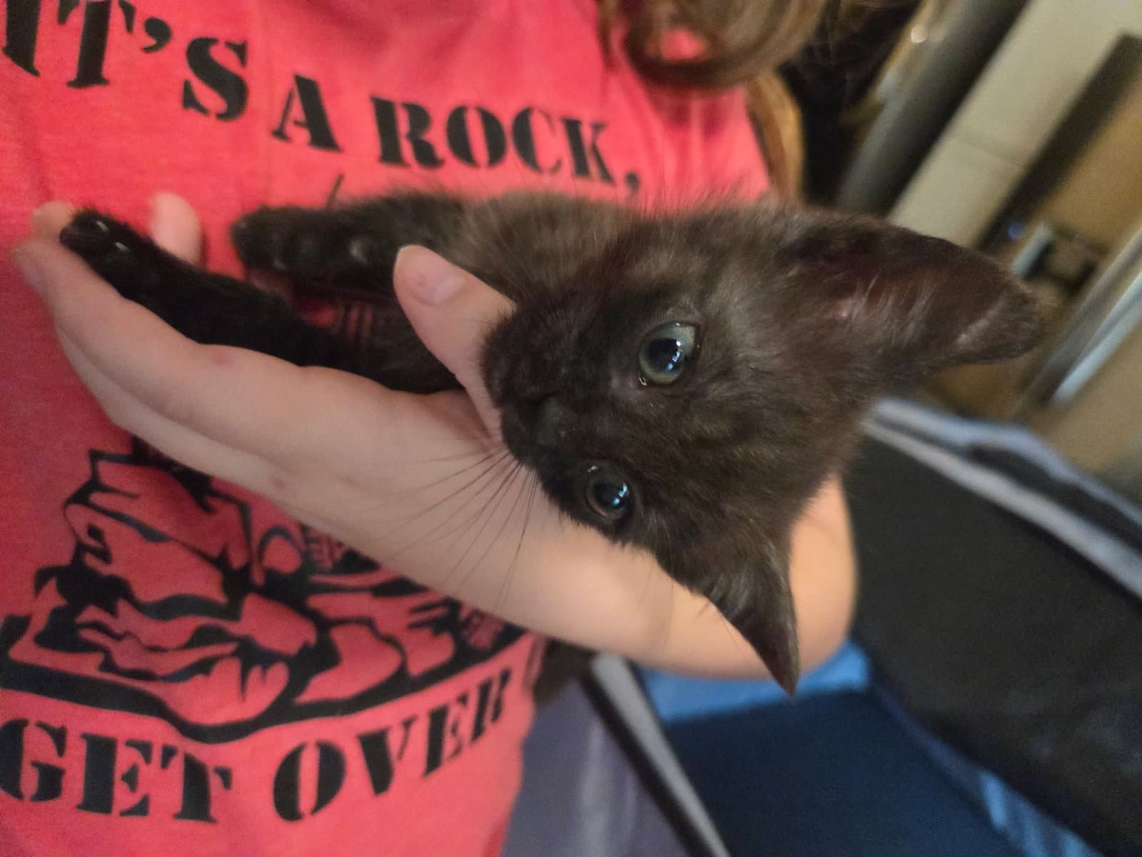 Rumple - Domestic Short Hair