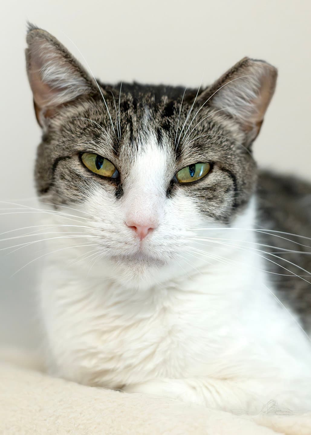 Sriracha - Tabby