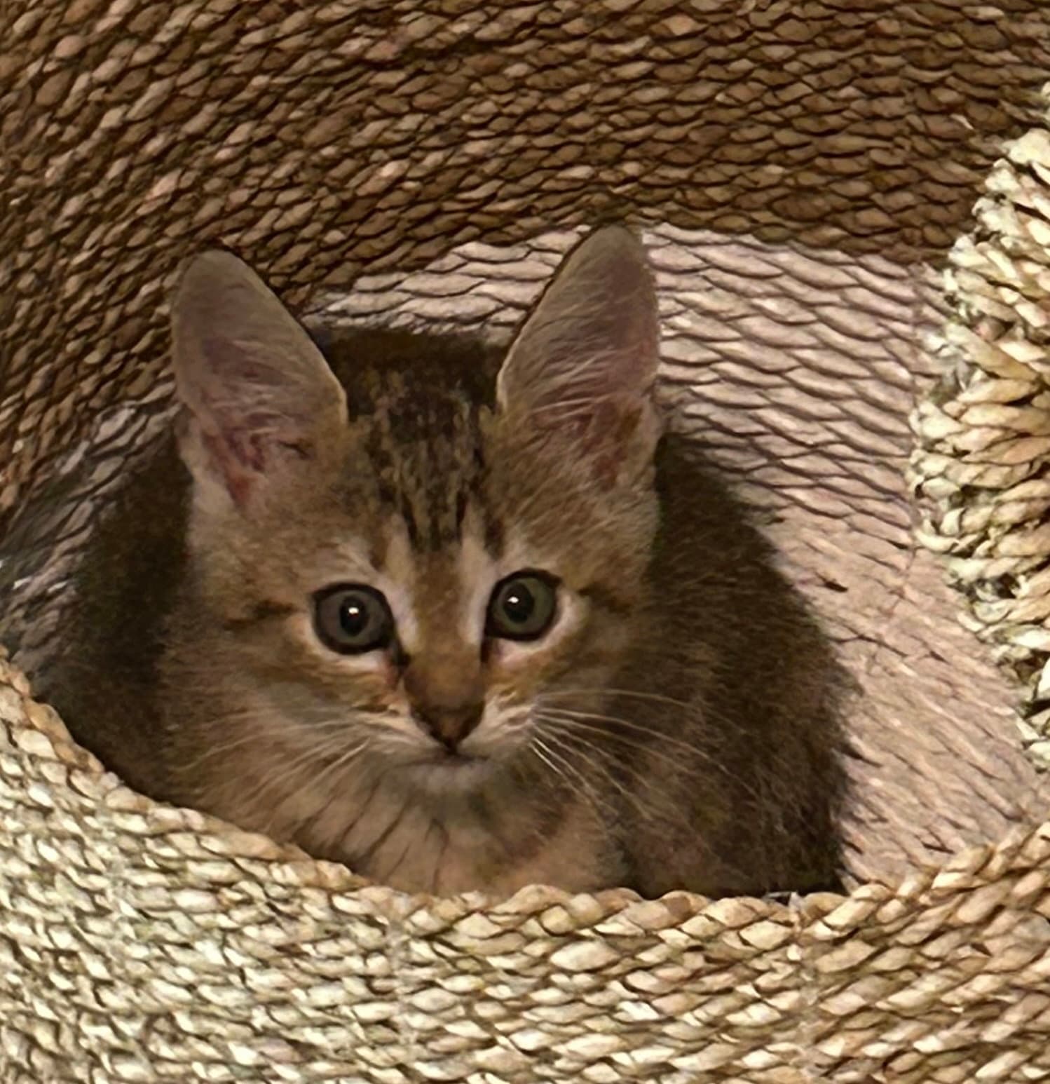 Ravioli - Tabby