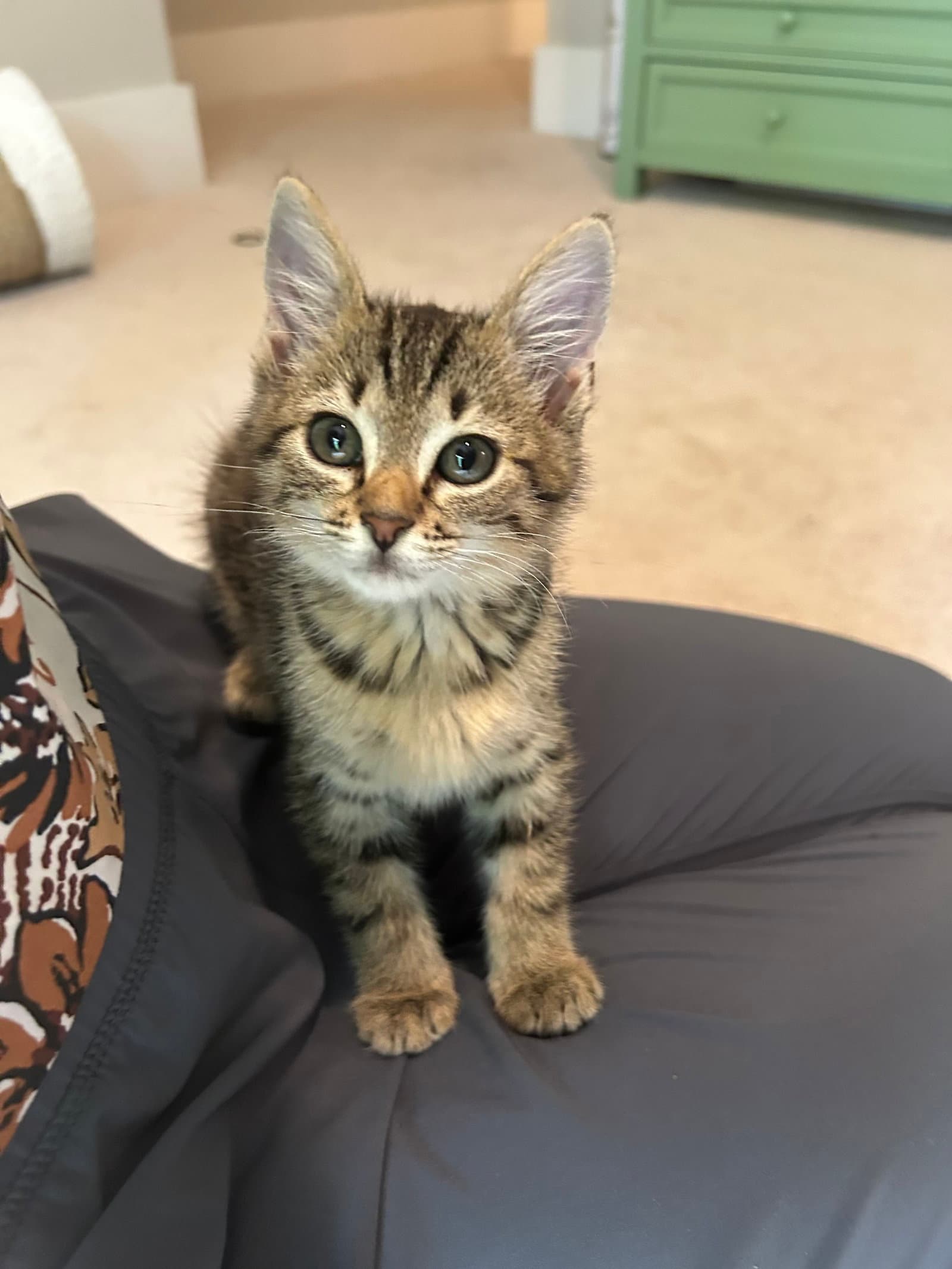 Padre - Tabby