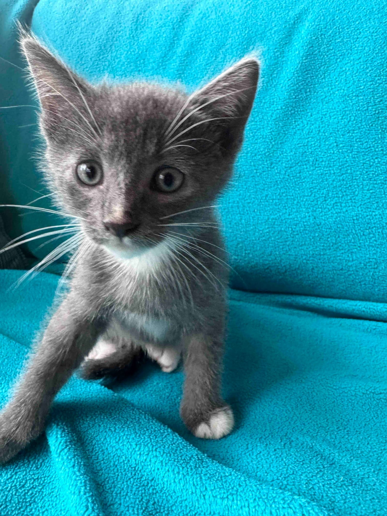 Sprite - Domestic Short Hair