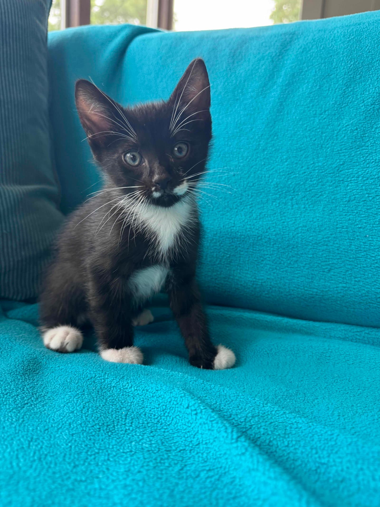 Bobby - Tuxedo