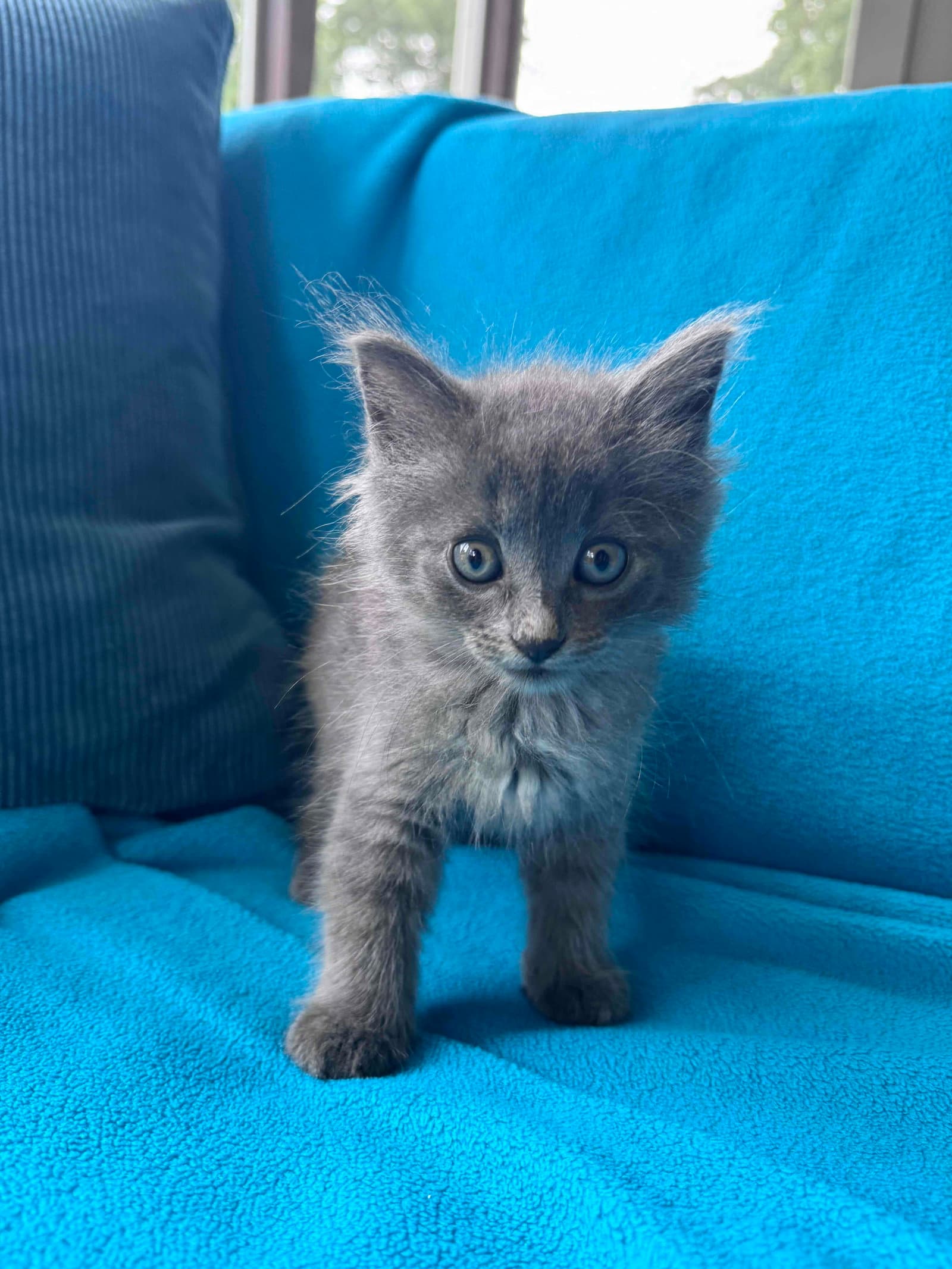 Birdie - Russian Blue