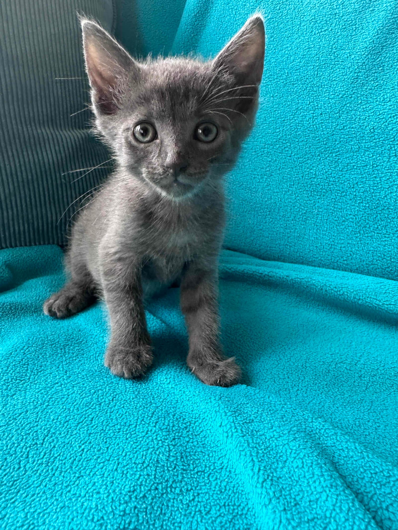 Chicken Nugget - Domestic Short Hair