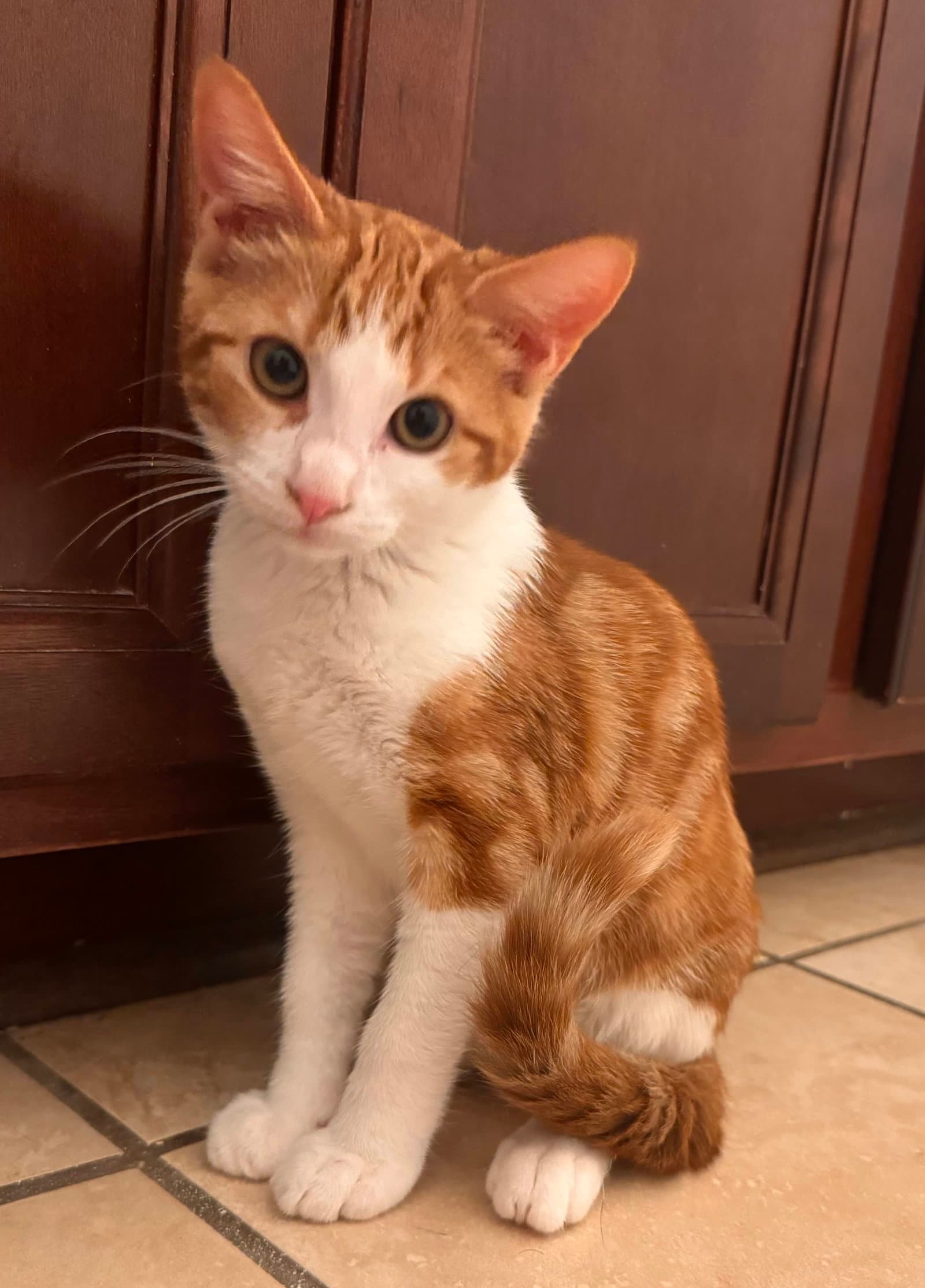 Jovian - Domestic Short Hair
