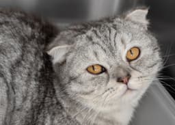 Finn image 1