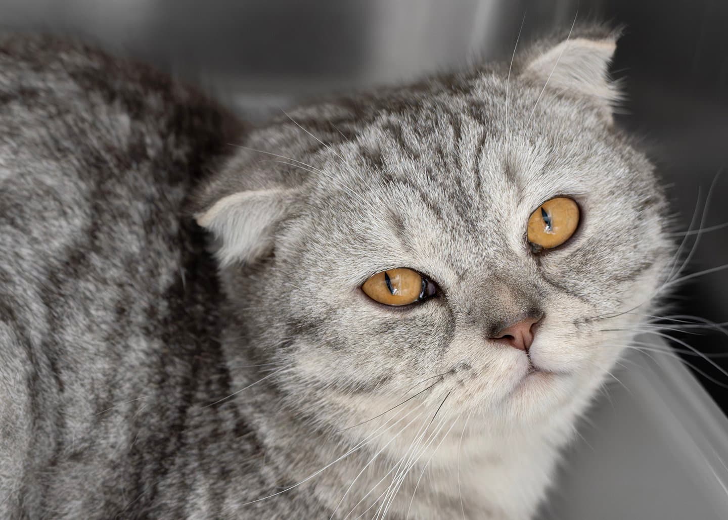 Finn - Scottish Fold