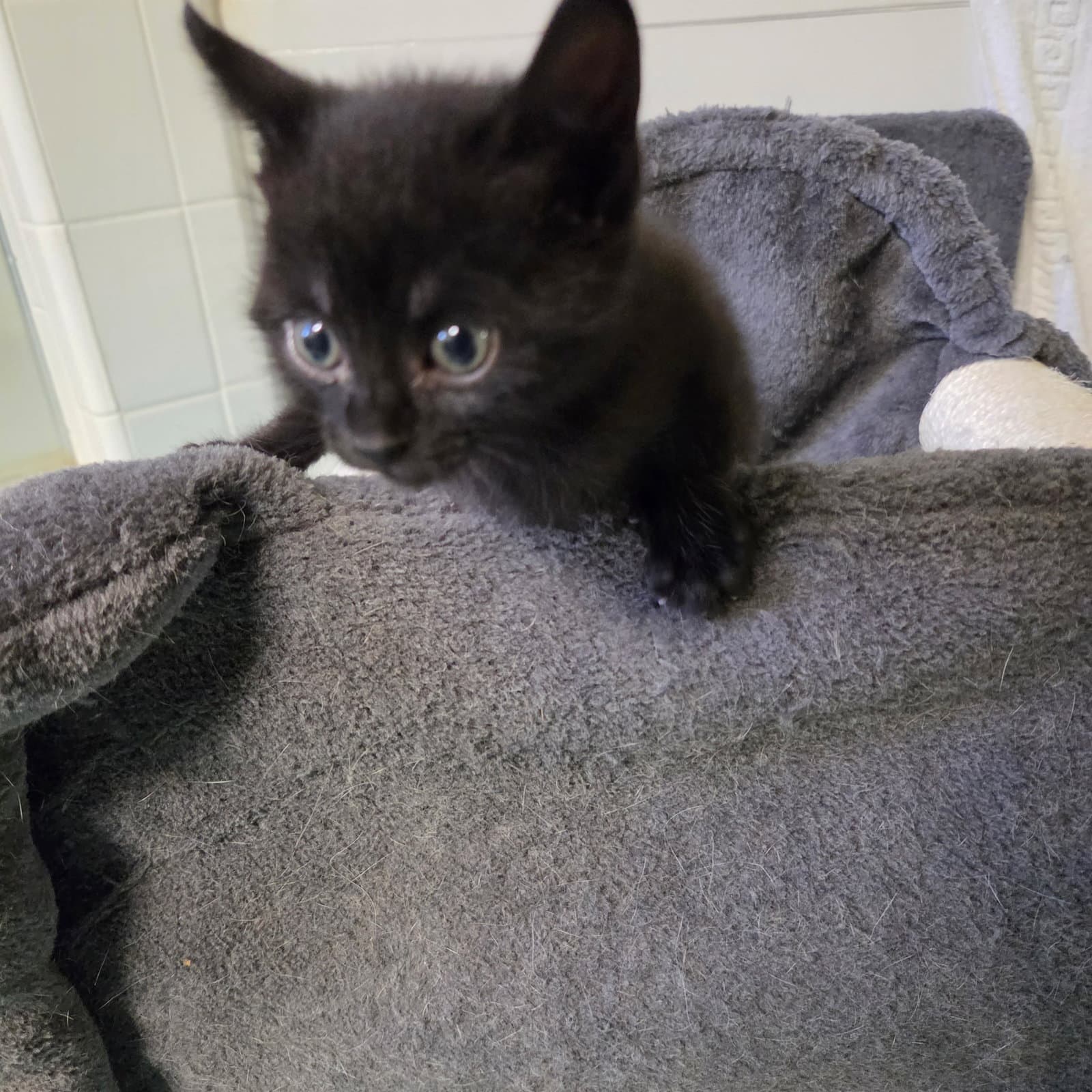 Kiernan - Domestic Short Hair
