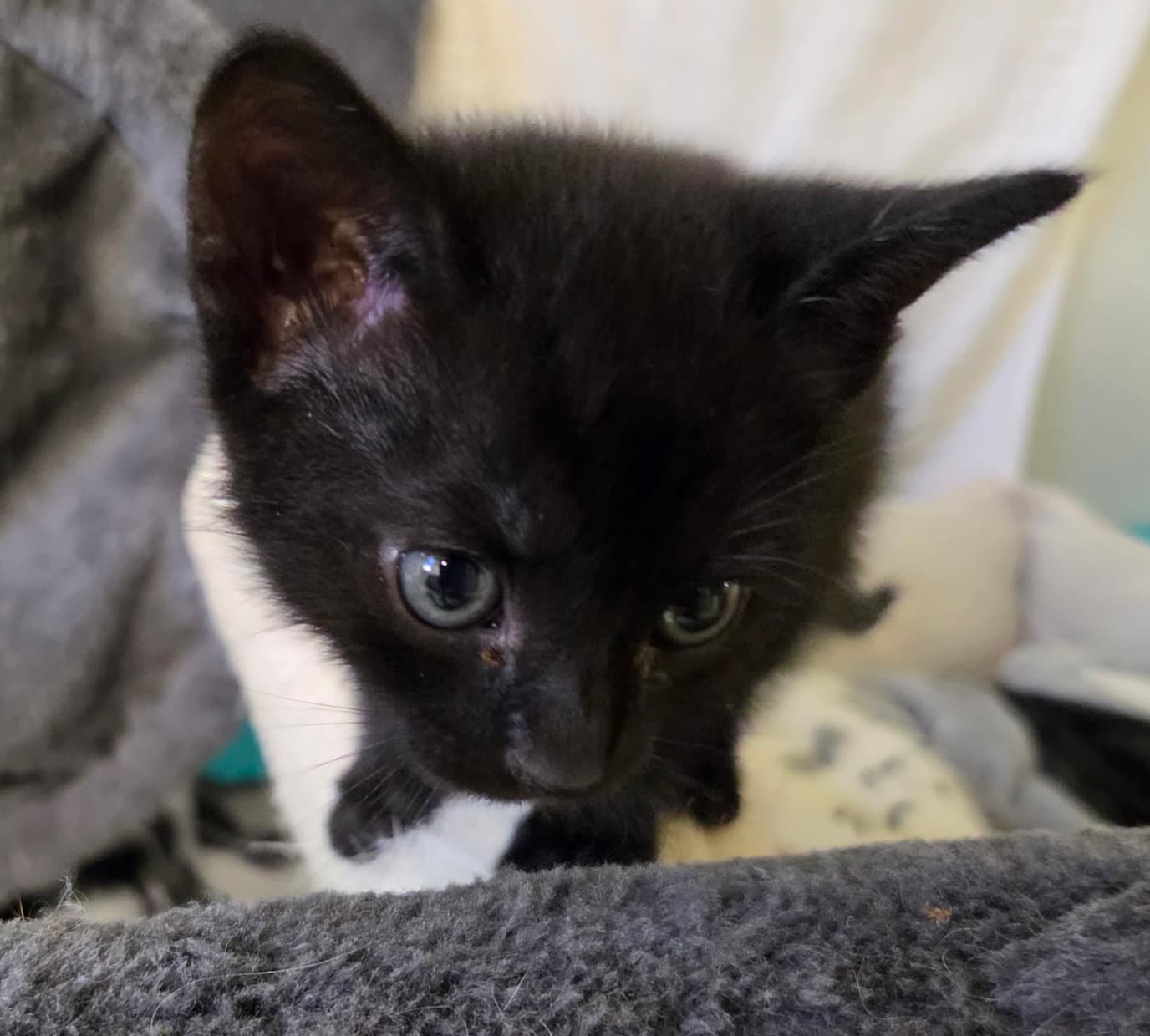Killian - Domestic Short Hair