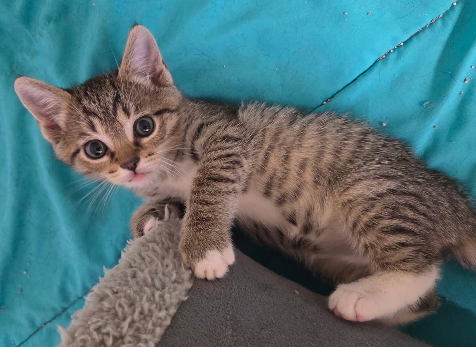Koda - Tabby