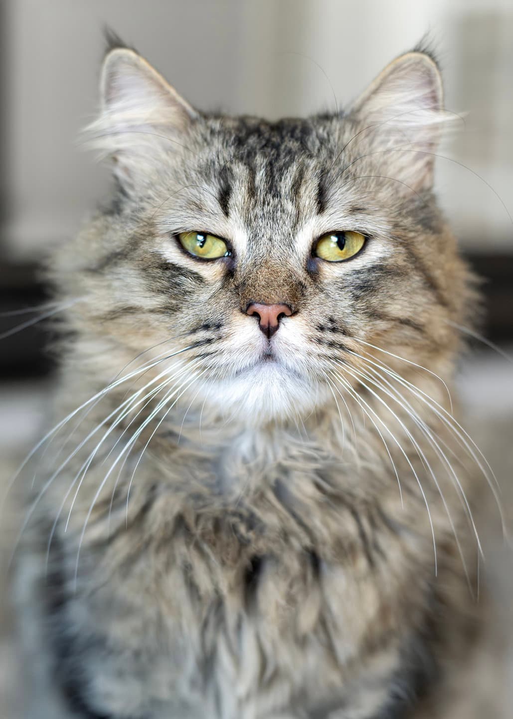 Halley Q - Maine Coon