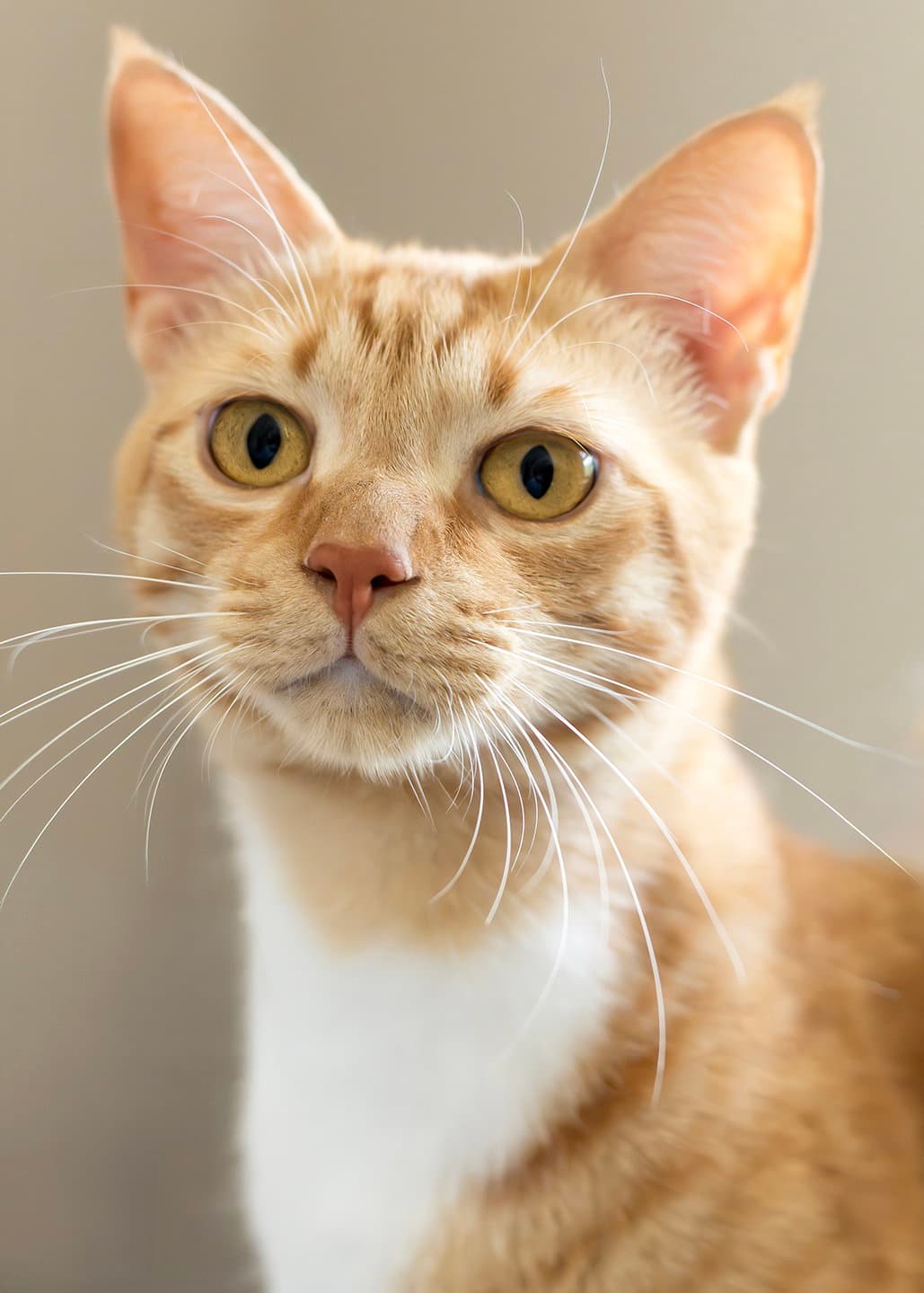 Shafi Q - Domestic Short Hair
