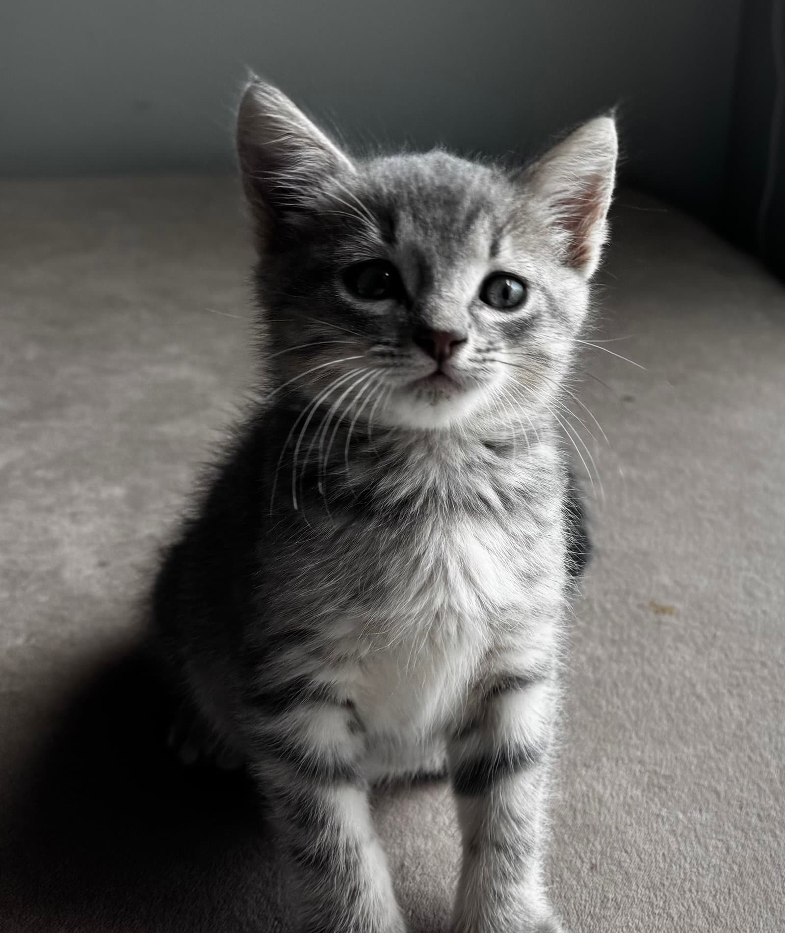 Flossy - Tabby
