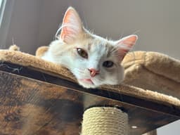 Creamsicle image 1
