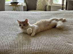 Creamsicle image 2