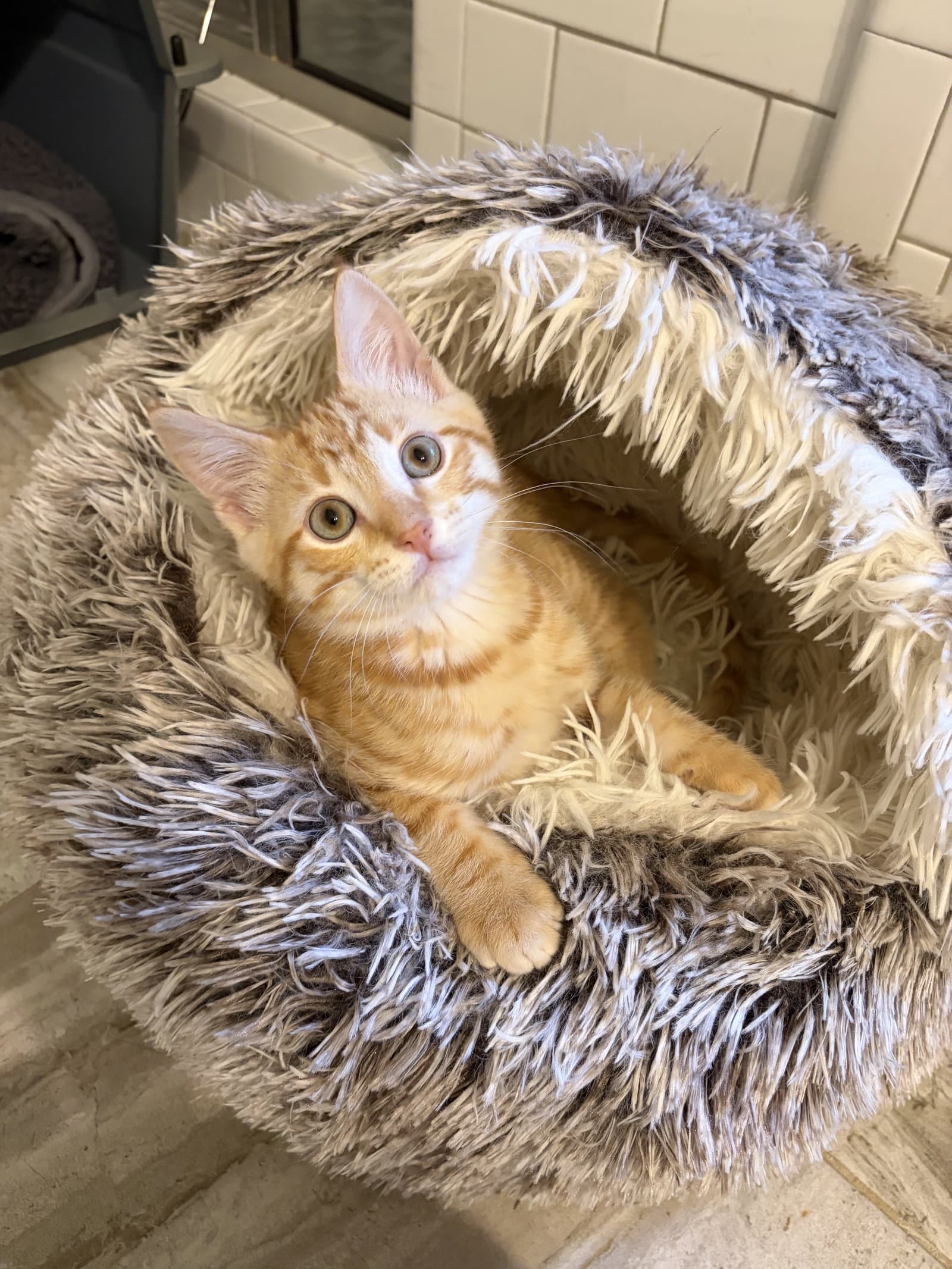Red Rocket - Domestic Short Hair