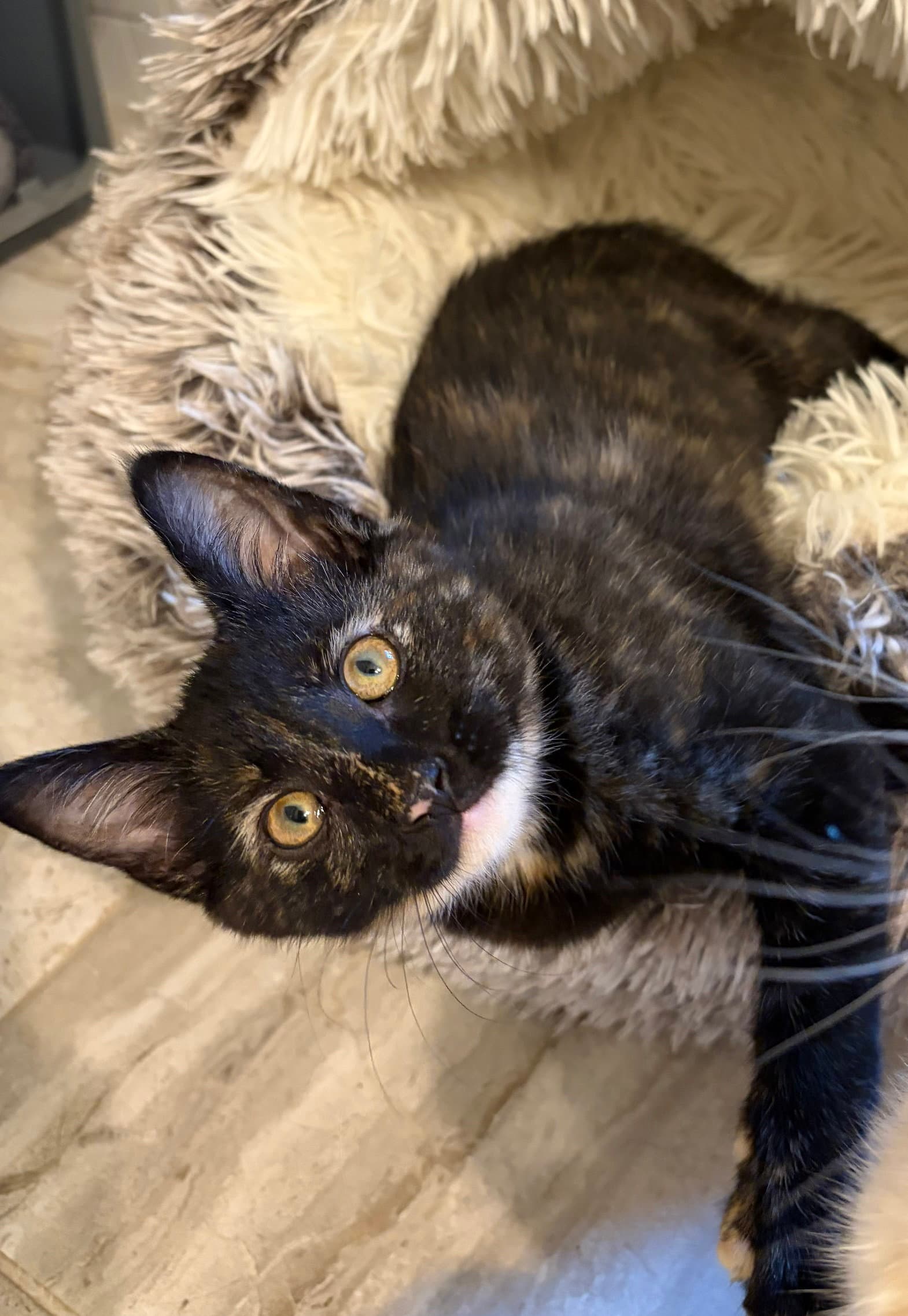 Sassy Sparkles - Tortoiseshell