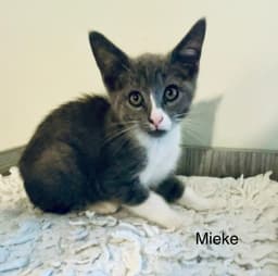 Mieke image 1