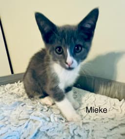 Mieke image 2
