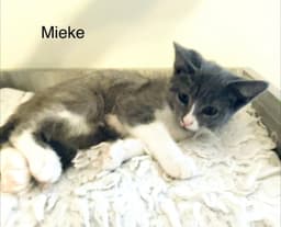 Mieke image 3