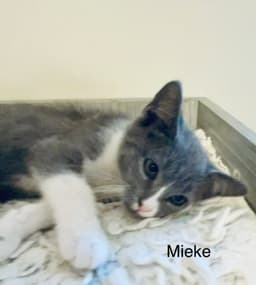 Mieke image 4