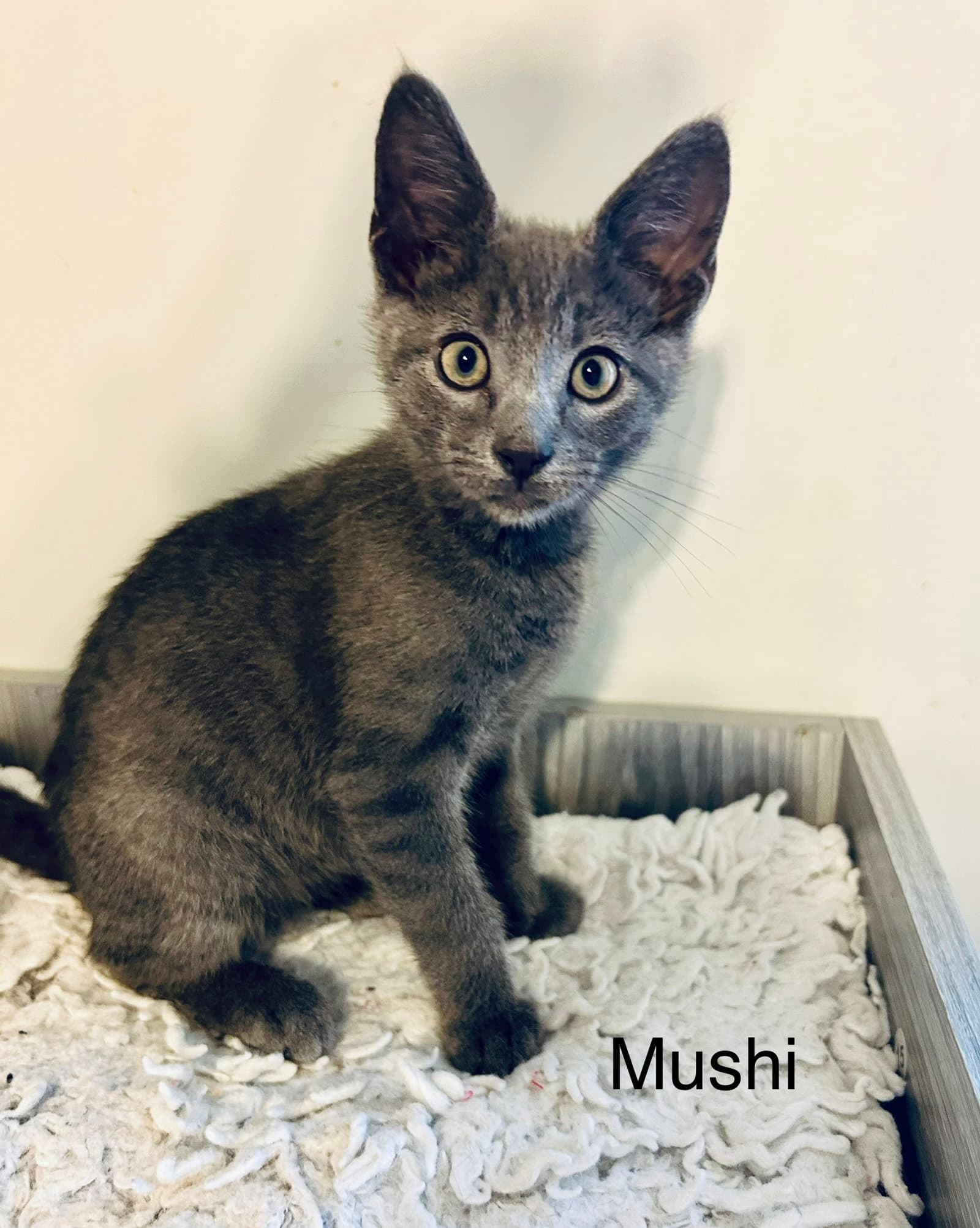 Mushi - Russian Blue