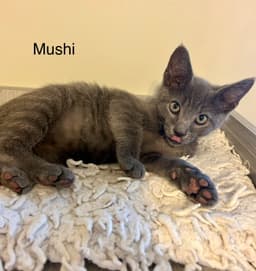 Mushi image 2